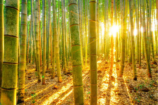 bambooforest_900x600
