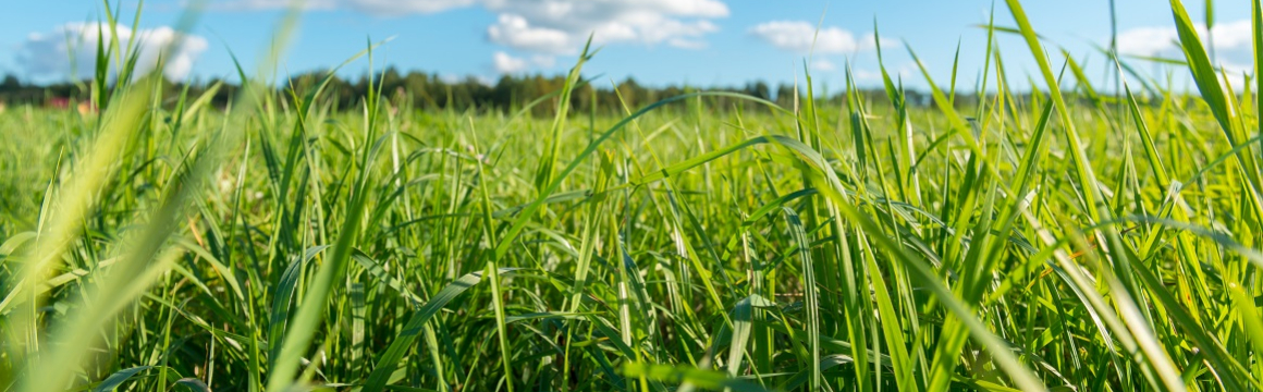 c-grasspaperv2_1160x360