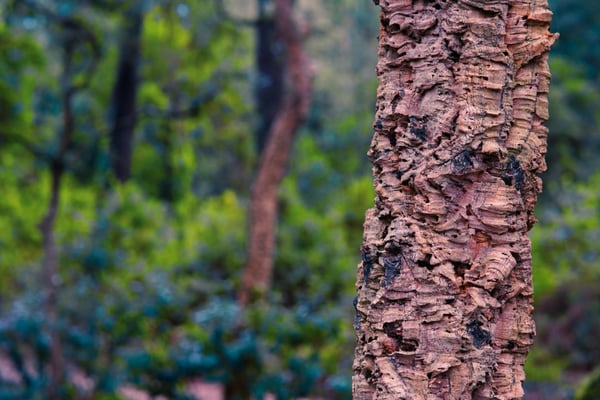 corkforest2_900x600